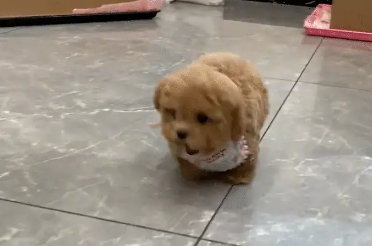 小泰迪追着主人，边跑边脚底打滑