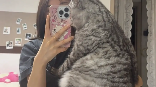 猫咪长得很壮实，主人也很溺爱。爱是常觉亏欠，但这辆小猫不用