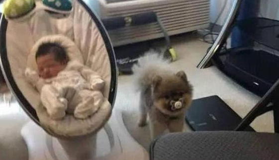 狗狗趁着小主人不注意的时候偷了它的奶嘴，让铲屎官哭笑不得！ 