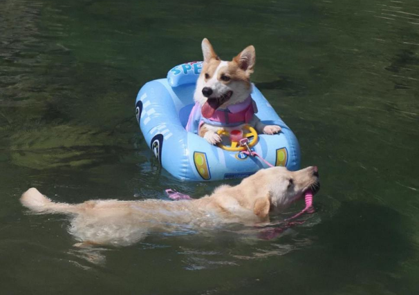携宠溯溪热潮引爆“它经济”，宠物玩水装备销量飙升