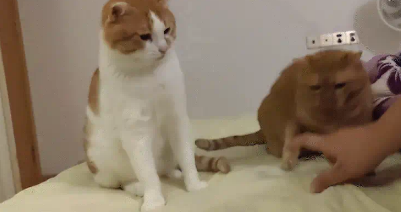 女子给橘猫量腿长，橘猫瞬间生气。网友：短腿且脾气差