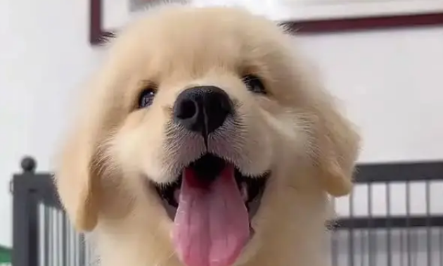 主人把小金毛塞行李箱，机场过安检当场被抓包