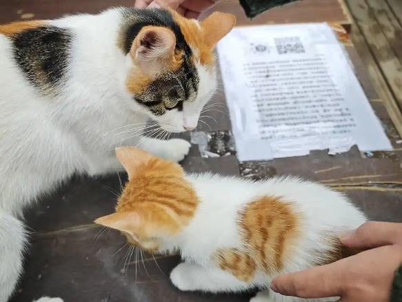 北京交通大学的校园猫有了“学生证” 学生：自发组织 想打造猫咪友好校园