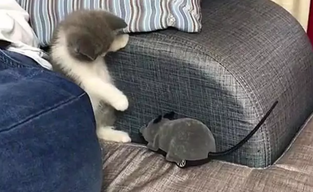 小奶猫被玩具老鼠吓到：妈妈救命啊，这里有老鼠！ 