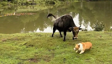 柯基挑衅老牛，底盘太低牛踹不到。网友：逗牛犬