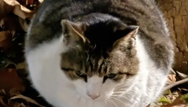 收到来自“咪的通知”：本猫已被收养，再也不用来图书馆打工了！