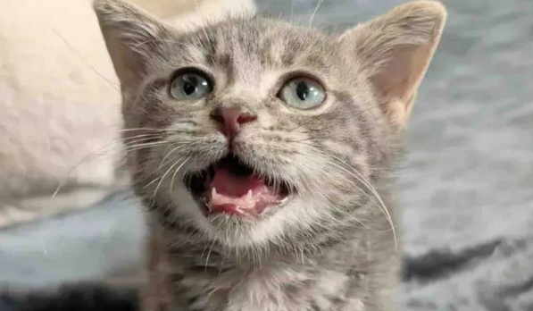 小猫天生孱弱，却靠爱逆袭，与特殊猫咪组队萌翻全网治愈人心