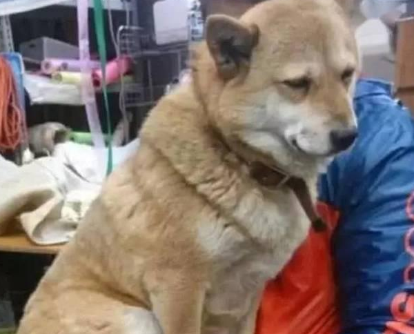 大黄狗陪主人卖菜困到不行，主人抱着它，狗狗：来生还认你当主人