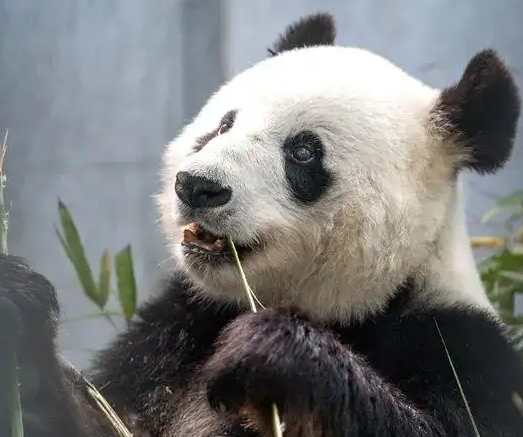 赴苏州近14载大熊猫“竹韵”“新月”返川