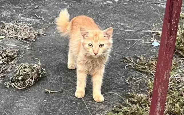 闵行区流浪猫免费绝育第三期启动，起到良好的示范作用
