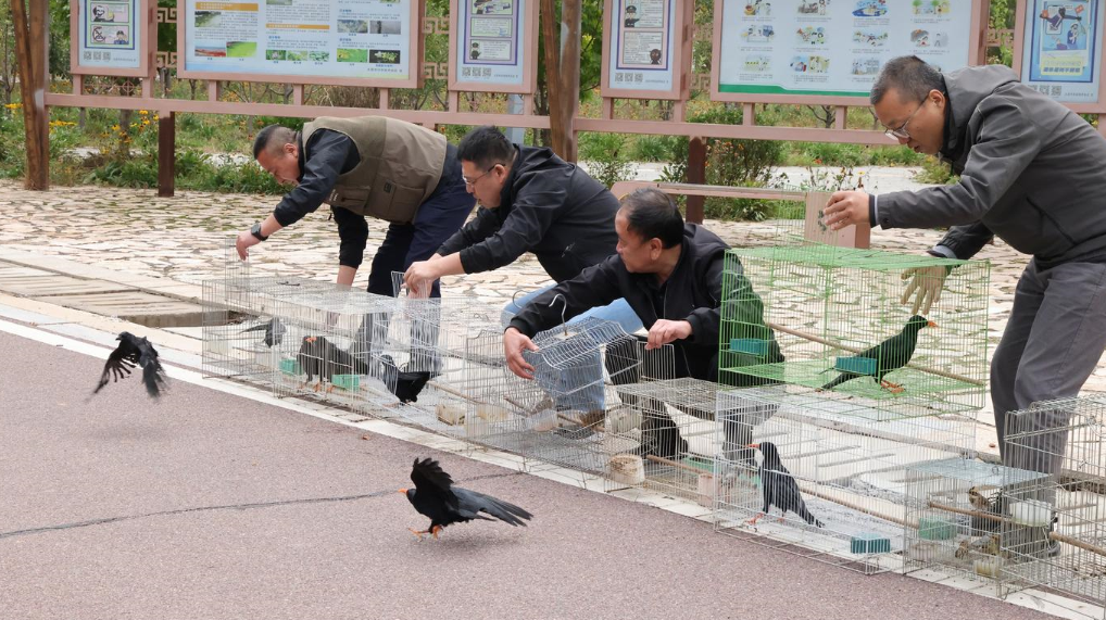 太原放生48只野生鸟类