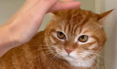 猫咪不让主人摸脑袋。网友：有的猫你只有抚养权没有使用权