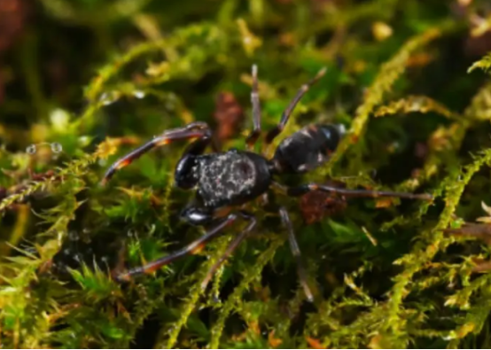 江西发现蜘蛛新物种广丰合跳蛛