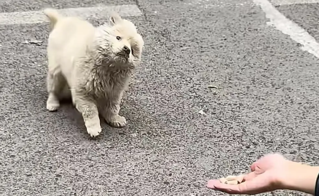 土松犬刚满月就失去妈妈，还就被拔光牙齿打歪头