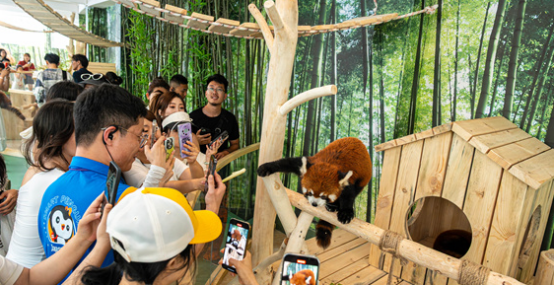 沉浸式小熊猫体验馆！暑期成极地公园又一顶流明星