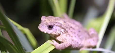 保护野生动物不仅靠“情怀”更靠“机制” 多地交上答卷