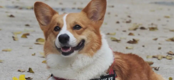 男子因长期受宠物狗困扰，在小区投毒致多只狗死亡