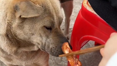 邻桌用公筷喂狗！一西贝餐厅承认管理疏忽