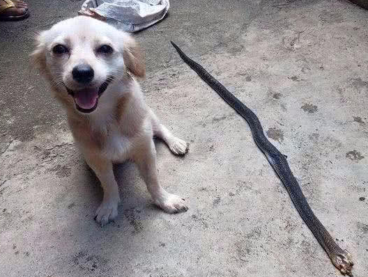 田园犬护主咬死一条毒蛇，之后发生的事情让主人追悔莫及！