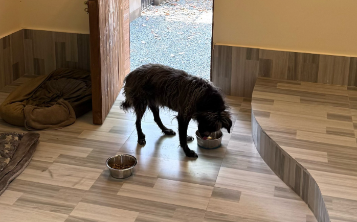 迪拜出台「豪华宠物公寓」标准：配备泳池、SPA 和专属电梯