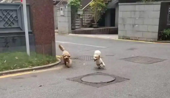 东莞一小区宠物狗多次伤人事件引发争议