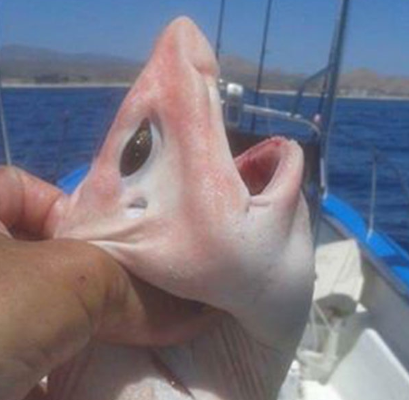 男子海上钓上一条“派大星”怪鱼，结果瞬间后悔了