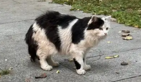 学生拖拽流浪猫引关注，银川高级中学：严肃批评涉事学生