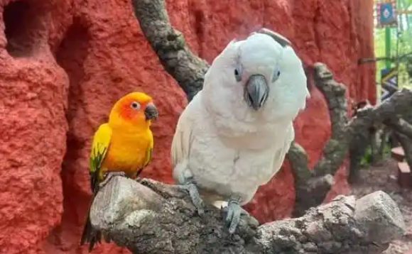 两只鹦鹉“相依为命、孤苦伶仃”？鹦鹉姐妹花的跨物种友谊