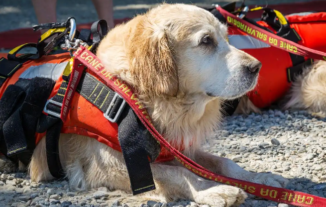 贵州洪水现宠物专属物资点：文明救灾的温情实践