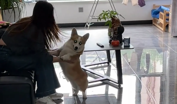 男子假装说吃柯基的馒头，柯基赶忙叼起自己的馒头