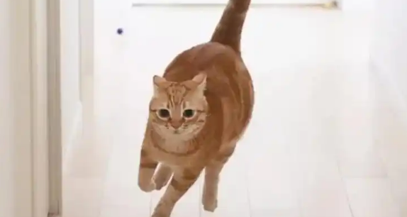 猫咪“跑酷门”事件引发中国猫咪协会严惩违规行为