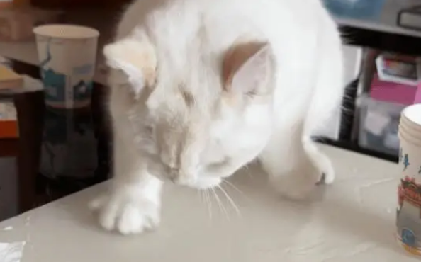 女子出差把猫寄养在舅妈家，小猫犯错后的行为让人惊讶