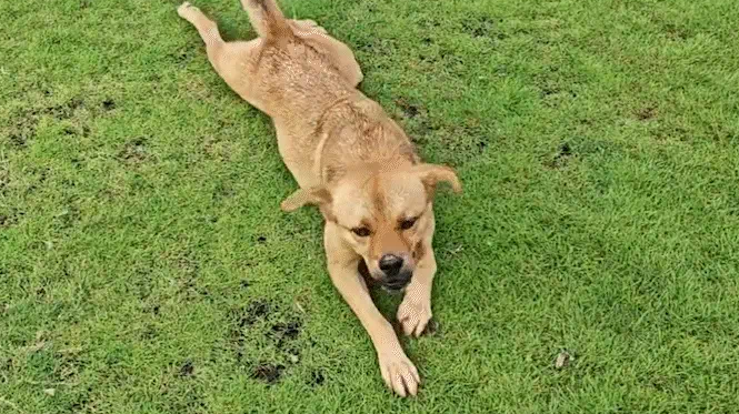 狗子模仿柯基走路姿势，趴在地上匍匐前进