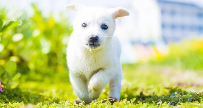 “宠物经济”沸腾：它不再是门小生意，而是洞察情感消费的窗口