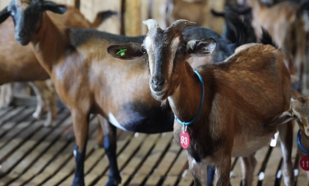 湖南中方县：高山生态山羊养殖跑出“幸福路”