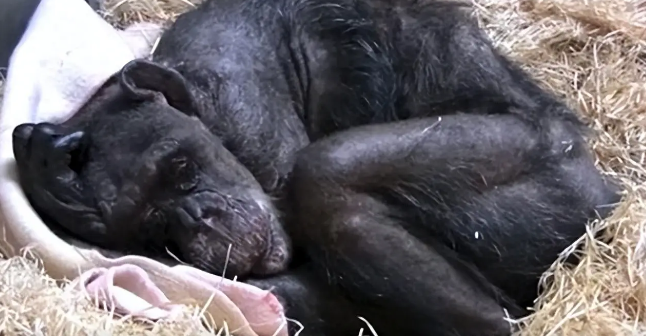59岁黑猩猩拒绝进食，直到听到了熟悉的声音后，奇迹居然发生了