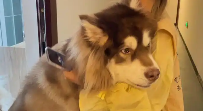 女子上门代喂，遭阿拉斯加犬咬伤！这个责该谁来担？