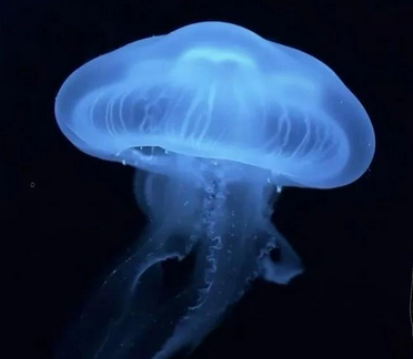 海上游泳训练遇水母蜇伤？莫慌！现场处理有门道