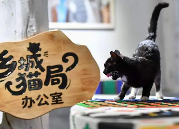 四川乡城“猫局长”上岗记：千年敬猫文化借“萌力”出圈 