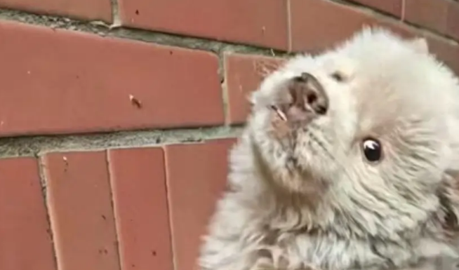 土松犬刚满月就失去妈妈，还就被拔光牙齿打歪头