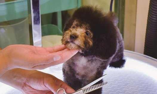 小萌宠撬动大市场