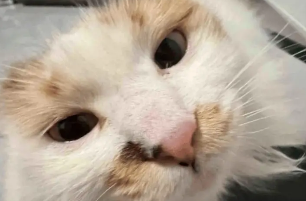 小姐姐家的小猫半夜不睡觉，把摇粒绒外套舔直了