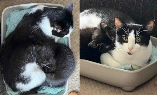 流浪猫妈拼命生下五只小猫，却独宠“小爱”