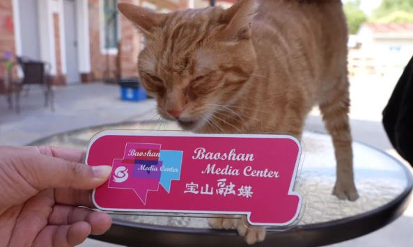 从收容到共生，上海猫岛成为城市治理样本