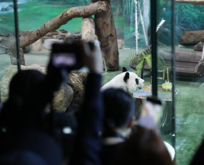 台湾“粉丝”为大熊猫“圆圆”庆祝21岁生日