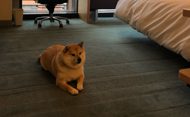 迪拜出台「豪华宠物公寓」标准：配备泳池、SPA 和专属电梯