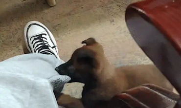 小狗咬主人裤腿，大狗过来小狗立马怂了