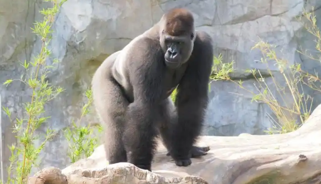 南京红山森林动物园为大猩猩“四兄弟”全网征名，网友：四大天王