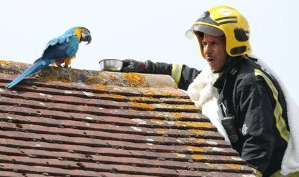 会三国语言鹦鹉被困屋顶三天，消防员来救时竟爆粗口