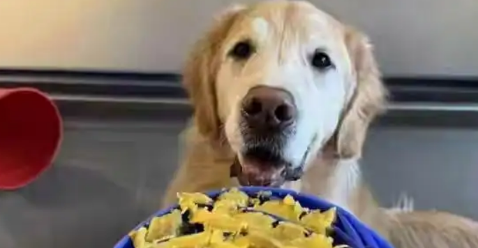 上海狗狗幼稚园引争议：宠物经济的过度发展，究竟价值何在？